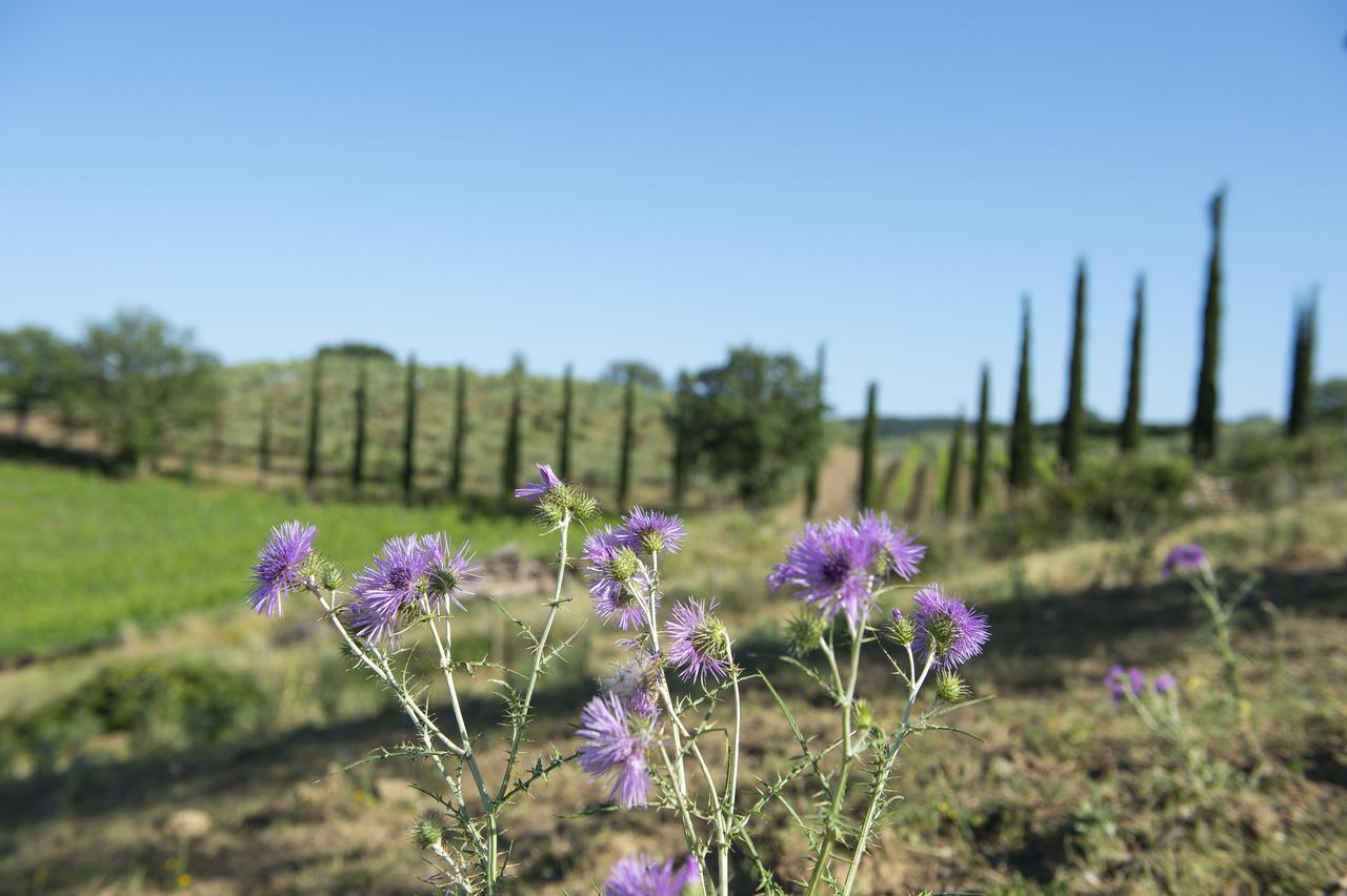 Agriturismo Poggio Corbello La Pesta Екстер'єр фото