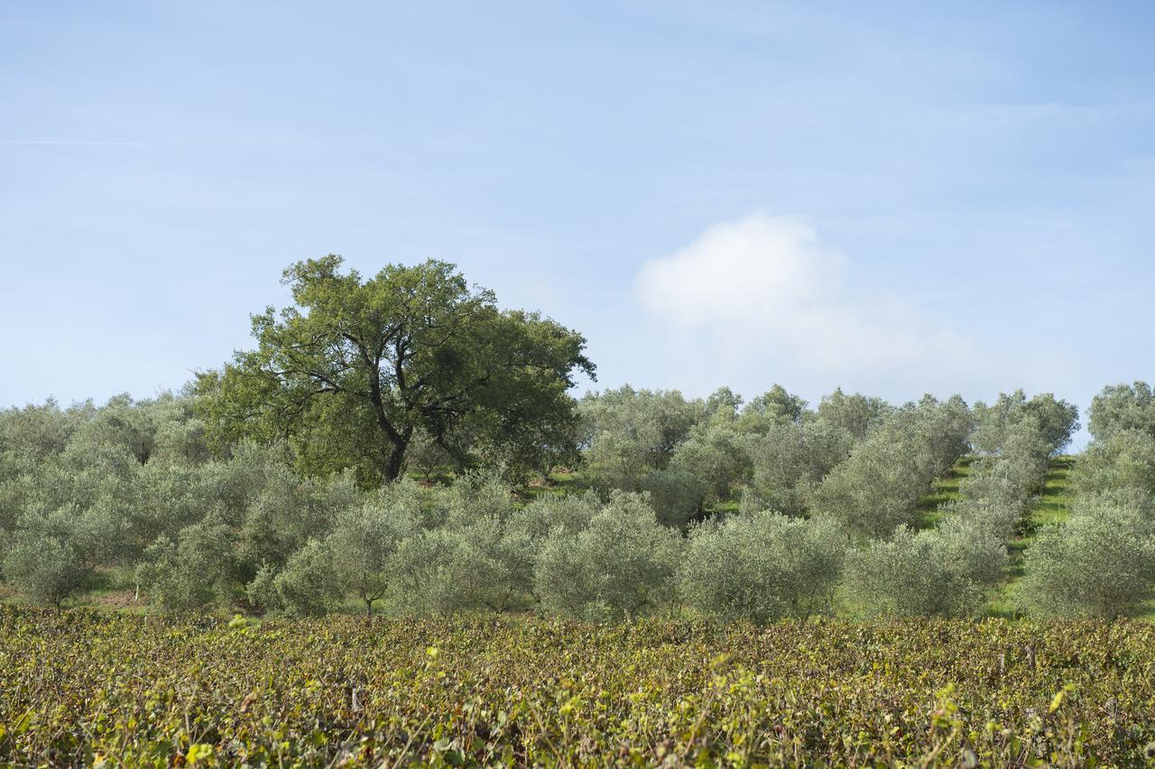 Agriturismo Poggio Corbello La Pesta Екстер'єр фото